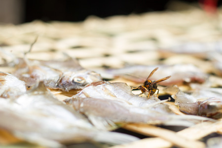 Wasp on dried fish.の写真素材