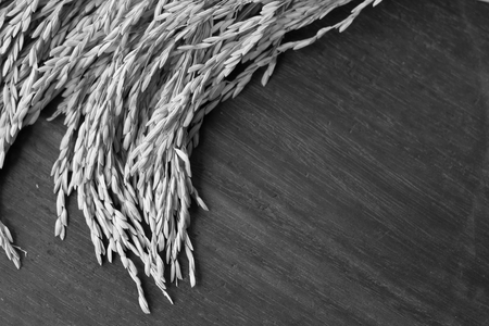 Rice seed on wooden background.の写真素材