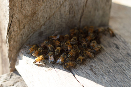 Honey bee drone trying to enter the hive on a landing board.