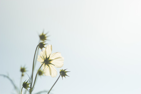 Cosmos flowersの写真素材