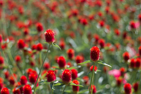globe amaranth Flower.の写真素材