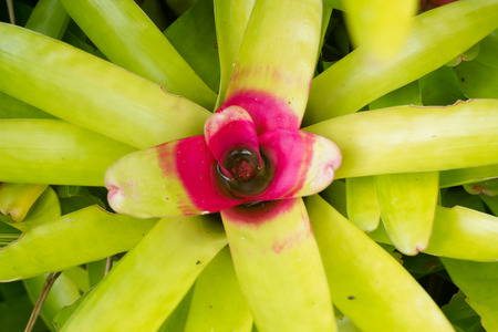 Close up of Bromeliad plant.の写真素材