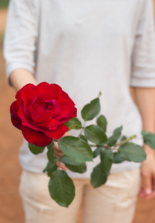 Hand of young girl give a red rose.の写真素材