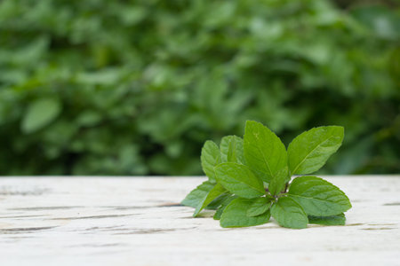 Basil leaves on wooden background. Copy space.