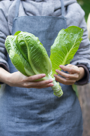The farmer is checking product on farm, Butter lettuce head.の写真素材