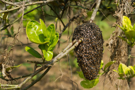 Honeycomb on lime tree.