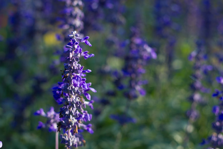 Blue salvia purple flowers, ornamental plants spring on poor lighting.の写真素材