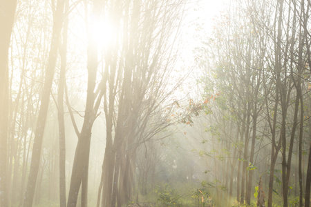 Autumn forest of rubber trees with sun ray in morning fog.の写真素材