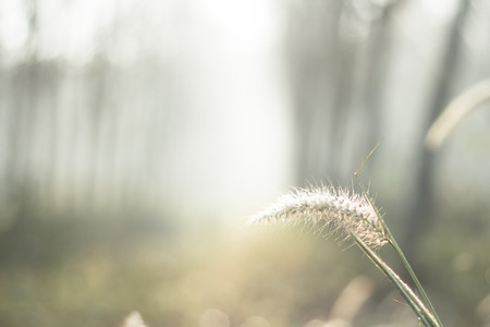 Soft focus of Meadow flower with sun rays, floral background.の写真素材