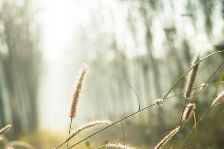Soft focus of Meadow flower with sun rays, floral background.の写真素材