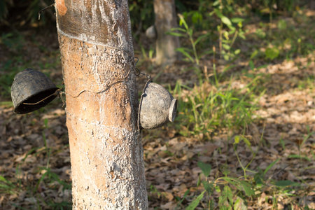 Cup of Tapping sap from the rubber tree.