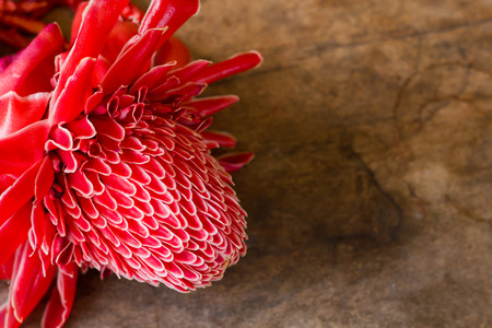 Close-up of Red Etlingera elatior flower.の写真素材