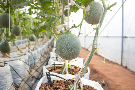 Plantation of melon in greenhouse.の写真素材