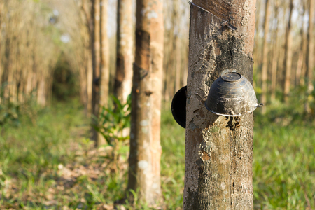 Cup of Tapping sap from the rubber tree.の写真素材