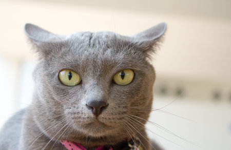 Silver blue Cat relaxing on the couch in blur background, cute funny cat close up, relaxing cat,cat...