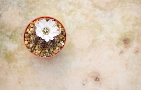cactus with flower cactus in a pot.の写真素材