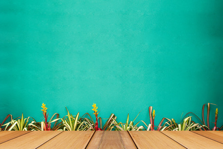 Bromeliad plant with green wall background.の写真素材