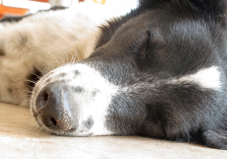Adult dog is sleeping on the ground.の写真素材