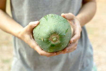 Green papaya.Hands holding green papaya.Fresh green papaya.