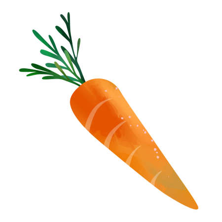 Watercolor Carrot isolated on white background. Digital art painting.の写真素材