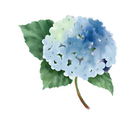 Watercolor of Hydrangea  isolated on a white background.の写真素材