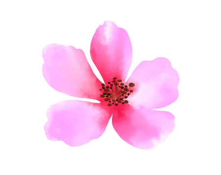 Watercolor of Cosmos flower isolated on a white background.の写真素材