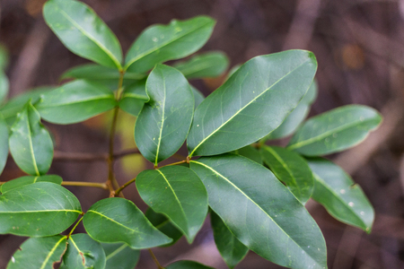 Beautiful green mangrove leaves.の写真素材