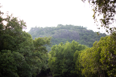 Landscape trees and mountains.の写真素材