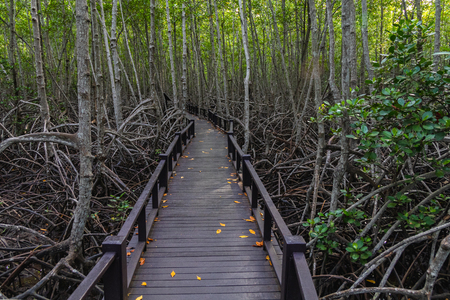 The walkway at the wood bridge in the forest.の写真素材