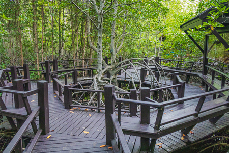 The walkway at the wood bridge in the forest.の写真素材