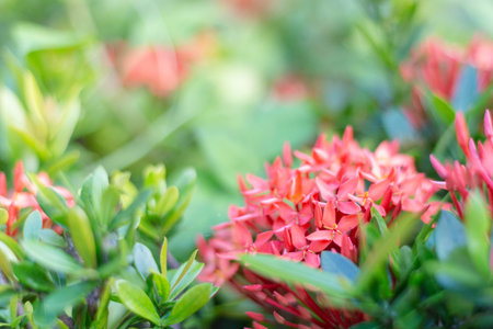 Red needle flowers For background