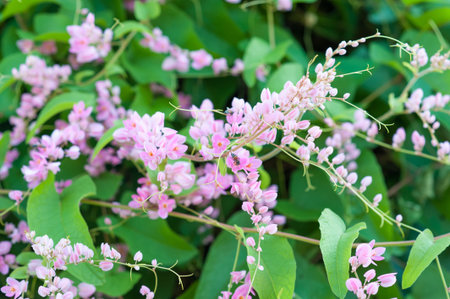 bee on a pink flower  focus at beeの写真素材