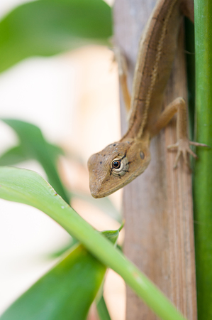 Molting chameleon (selective focus)の写真素材