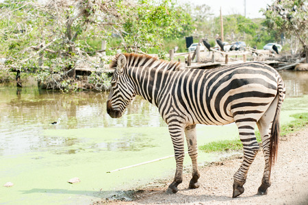 zebraの写真素材