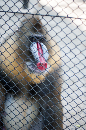 mandrill in cage at zooの写真素材
