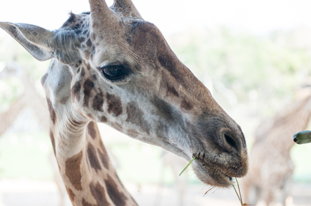 giraffeの写真素材
