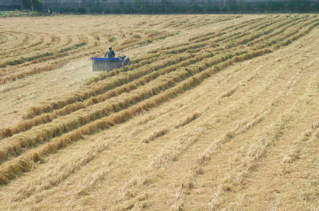 Harvester machine to harvest rice fieldの写真素材