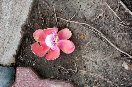 Sal flower on the ground with root treeの写真素材