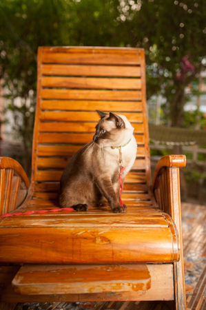 the siamnese cat  sit and looking something on the chairの写真素材
