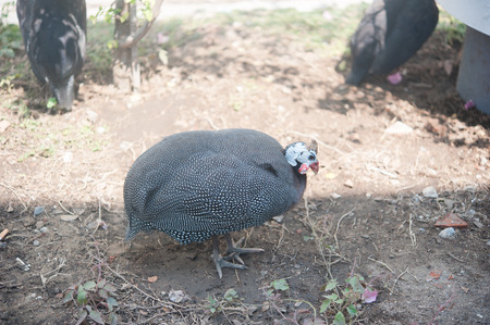 Turkey on the groundの写真素材