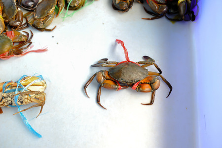 crabs to tieの写真素材