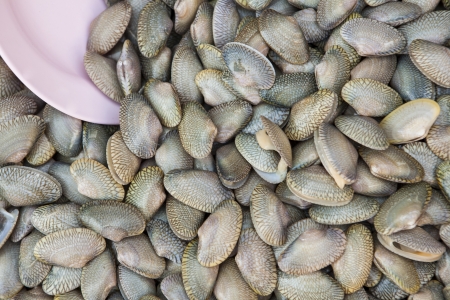 Surf clam for sell in Thailand fresh marketの写真素材