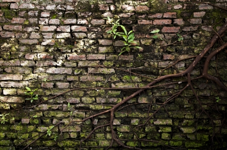 Old brick wall with root of banyan tree attach to itの写真素材
