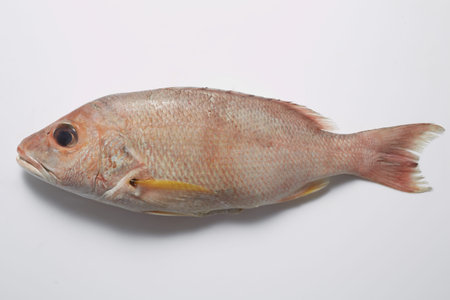 Red tilapia isolated on white background