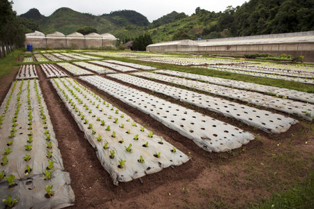 rows of young vegetable plants,agriculture in northern of Thailand