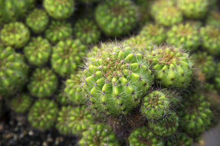Cactus backgroundの写真素材
