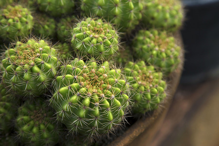 Cactus in pot,Close up shotの写真素材