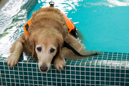 Golden retriever in poolの写真素材
