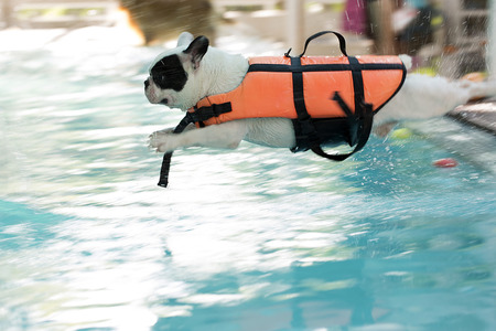 French Bull dog jumping into poolの写真素材