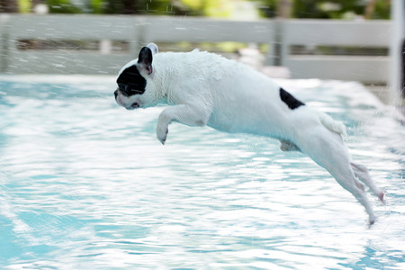 French Bull dog jumping into poolの写真素材
